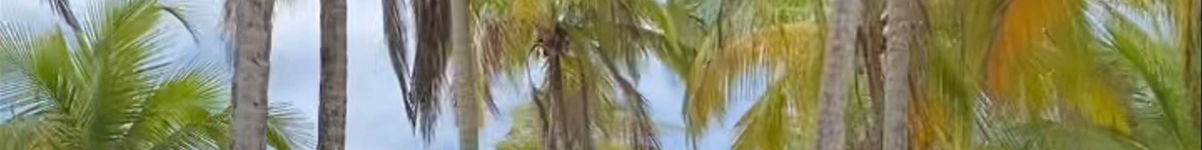 Tours & experiences in Nicoya