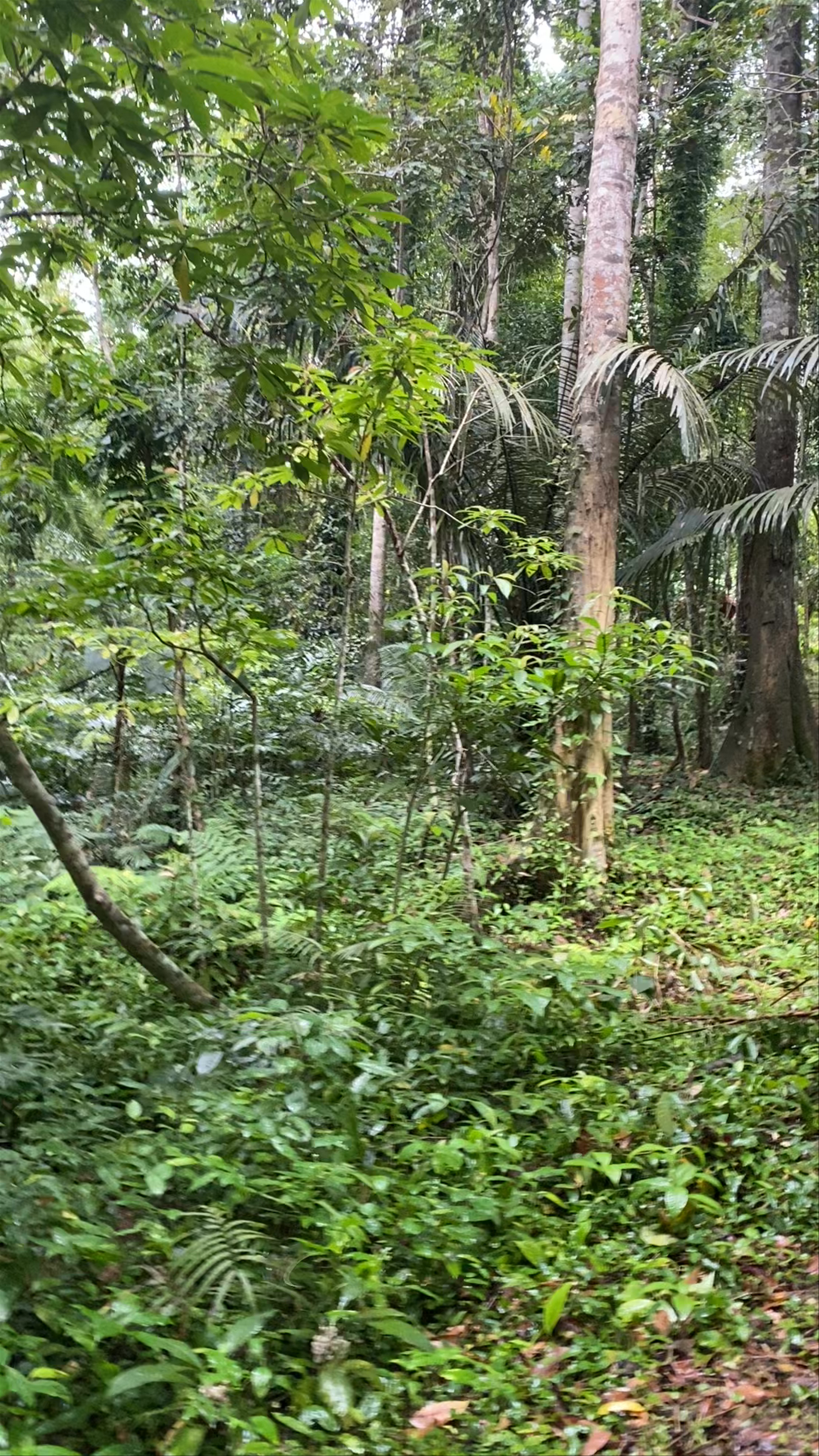 Exploring Tham Khao Mai Khew: Serene Jungle Trails on Ko Lanta Yai, Thailand