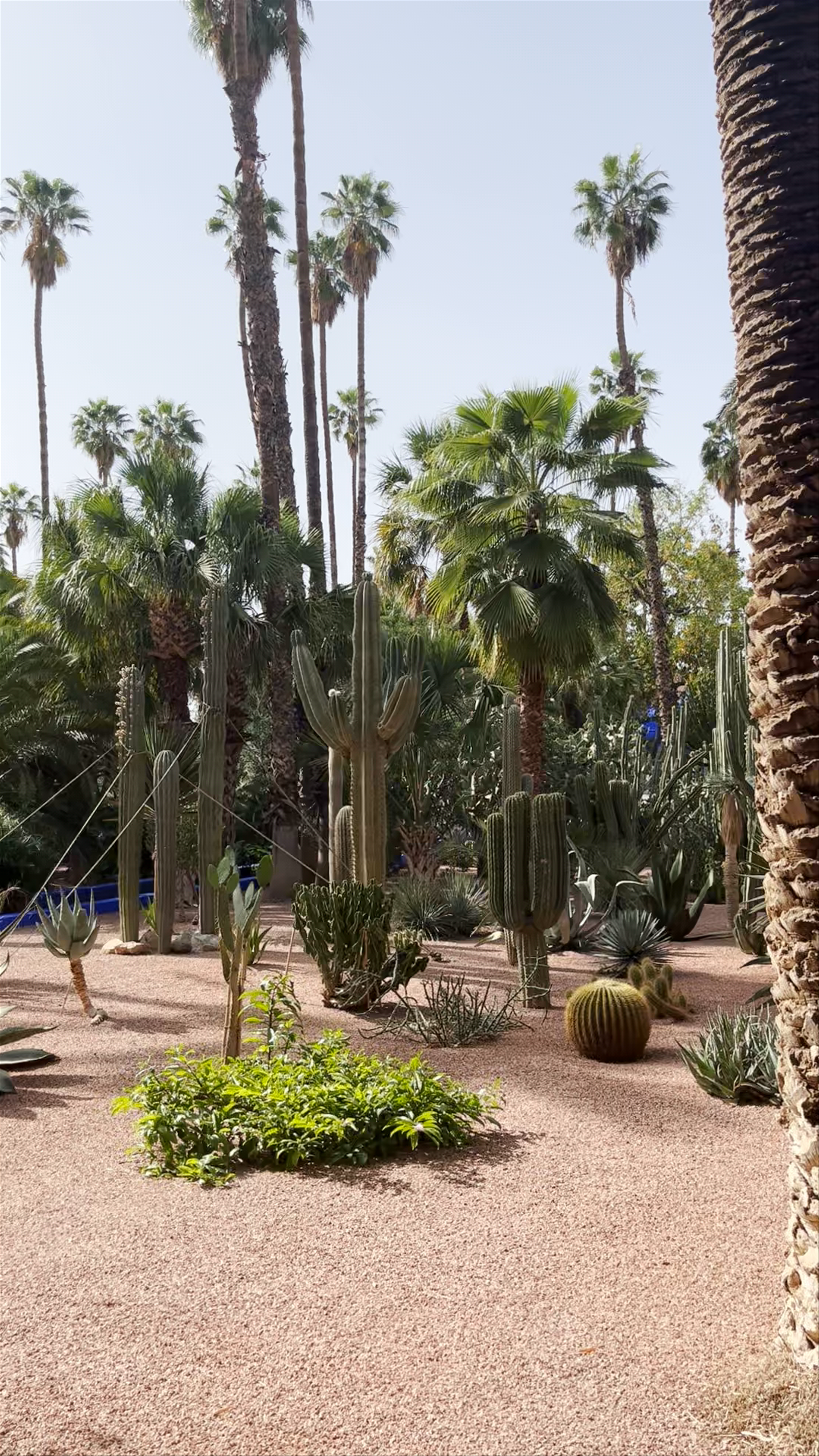 Jardin Majorelle