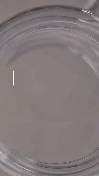 Collagen Complex - aperçu animé