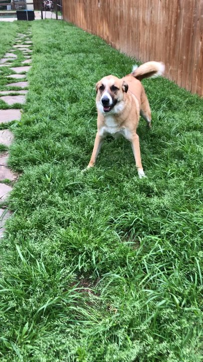 American Pet Spa & Resort - Billie had a great time this morning in Daycare! - Pet Groomers Near Me - Argyle, Texas