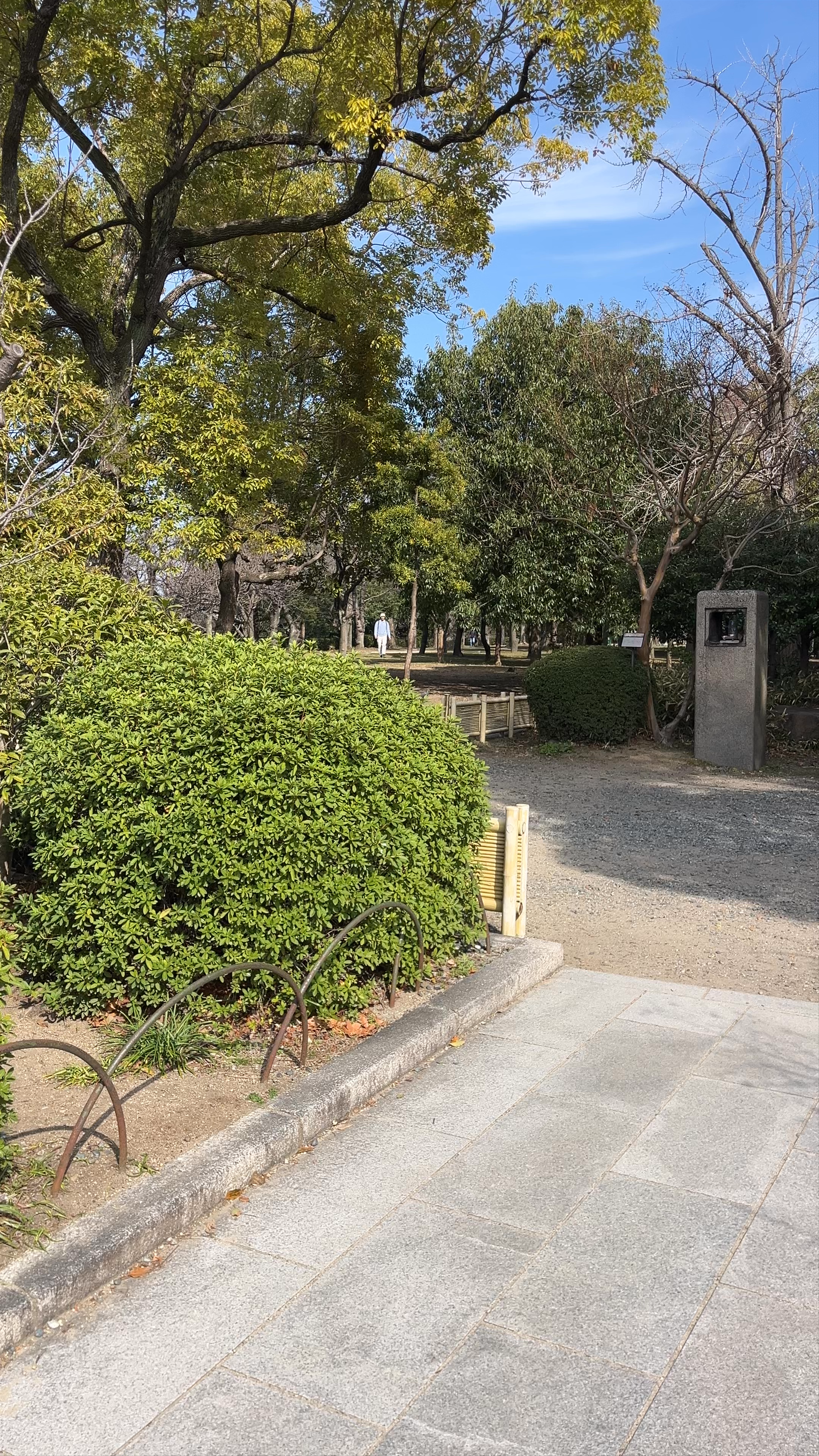 Pine tree on the branch of which Priest Rennyo put his clothes