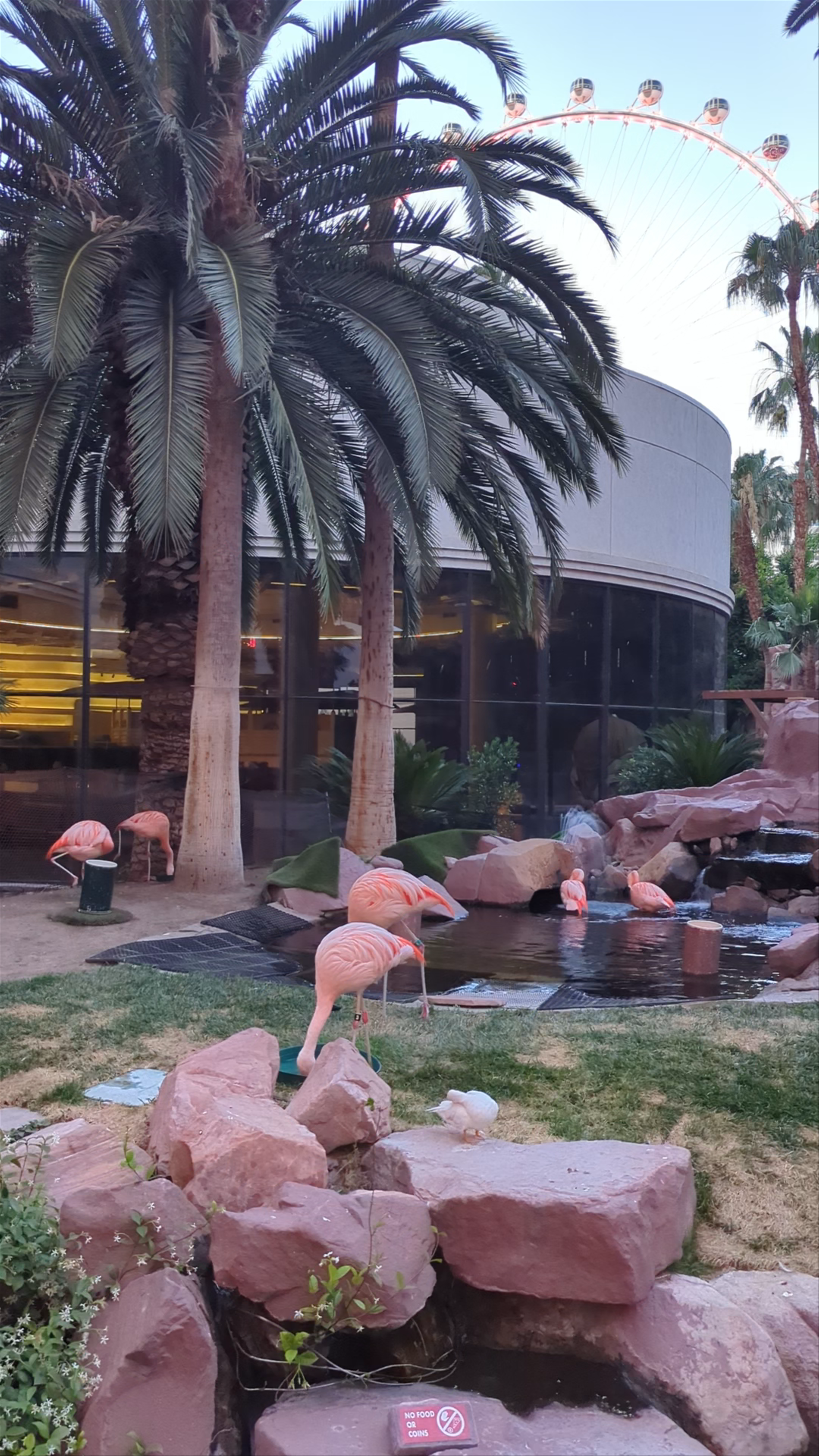 Flamingo Las Vegas Hotel & Casino: Serene Flamingo Habitat in the Heart of Las Vegas
