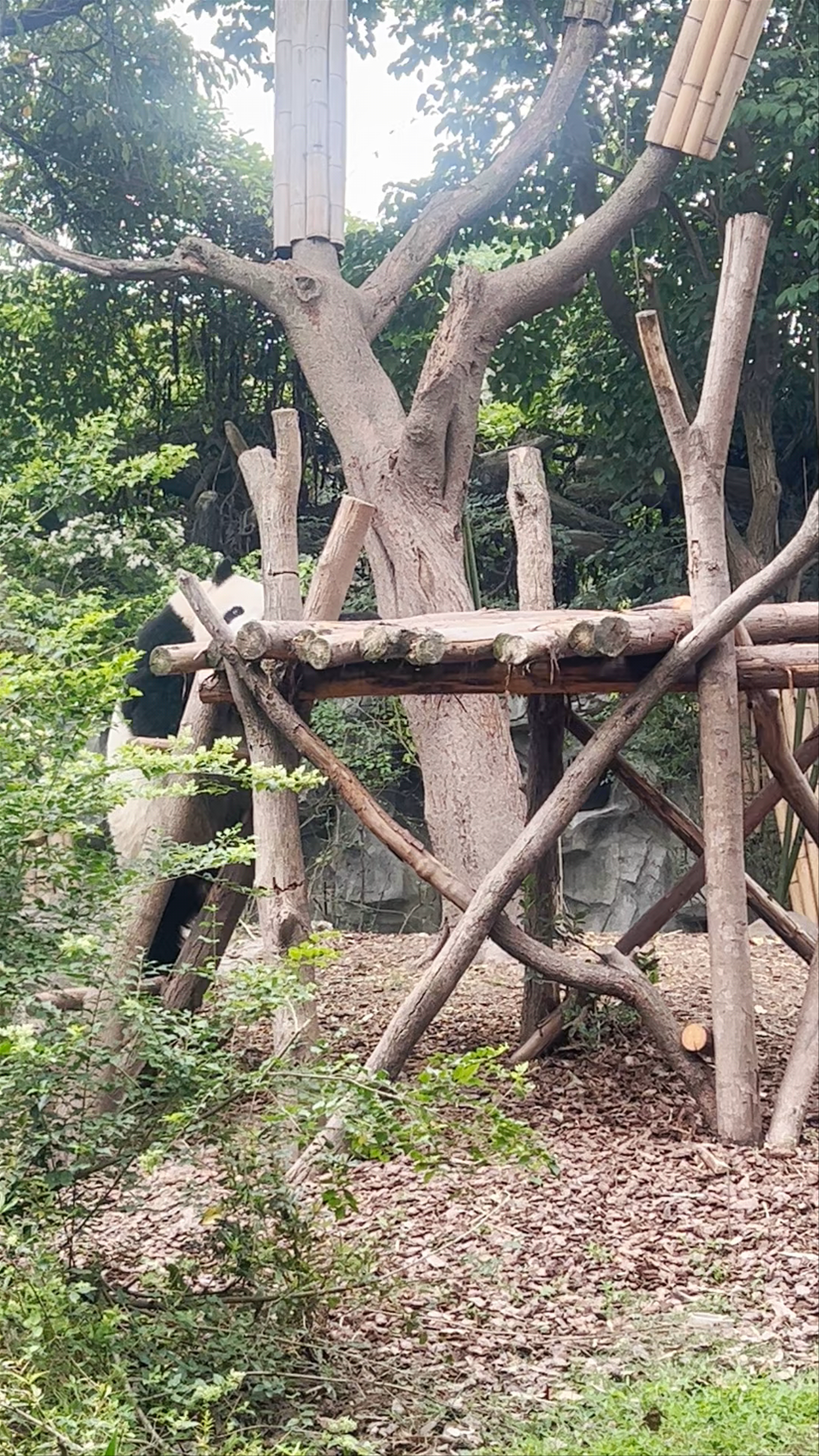 Chengdu Research Base of Giant Panda Breeding