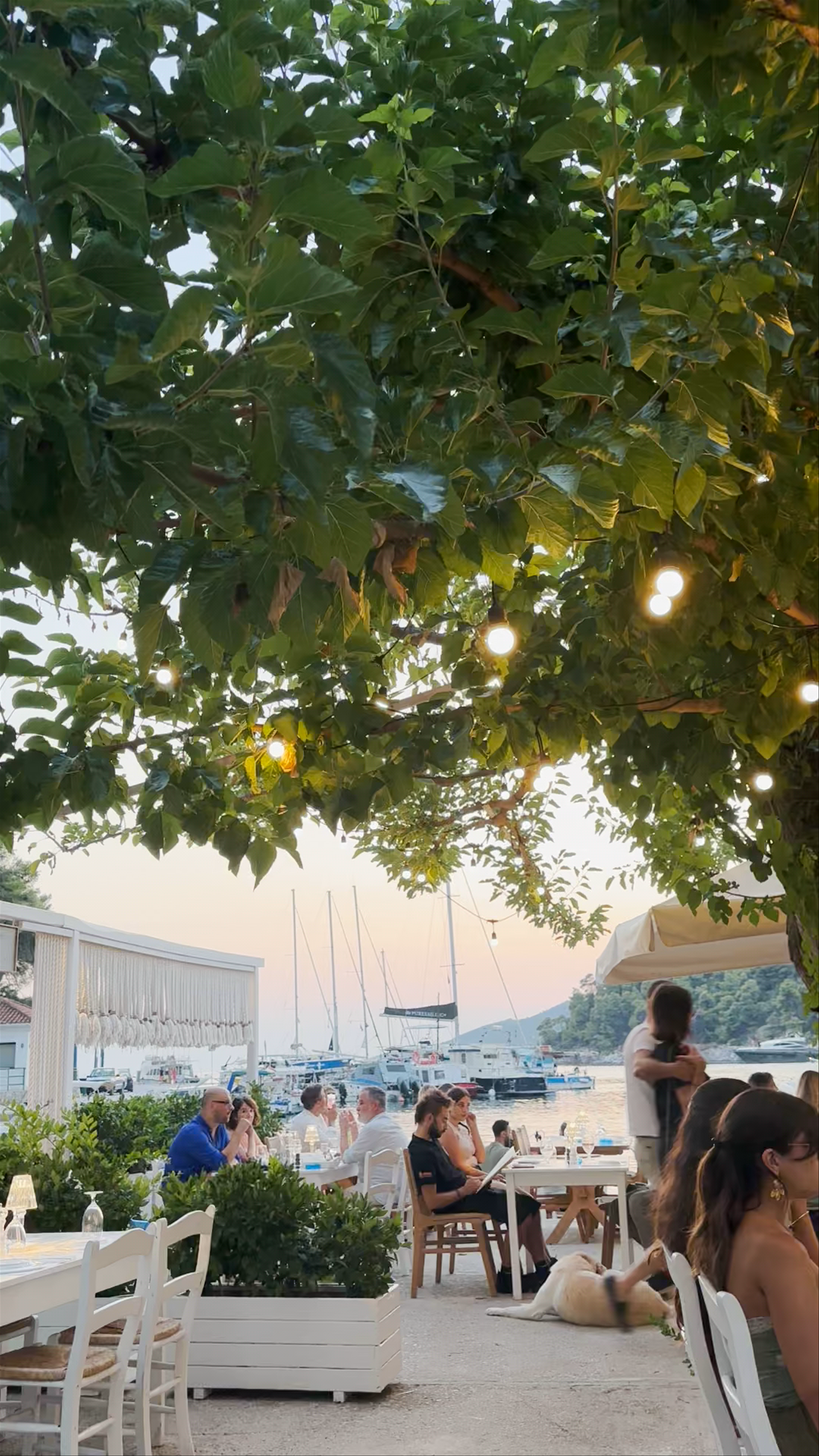 Korali Seafood Restaurant . Agnontas Skopelos