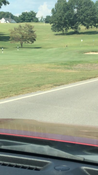 Pbody's - Young deer running on golf course driving up to Country club/Pbody's - Burgers Near Me - Clarksville, Tennessee