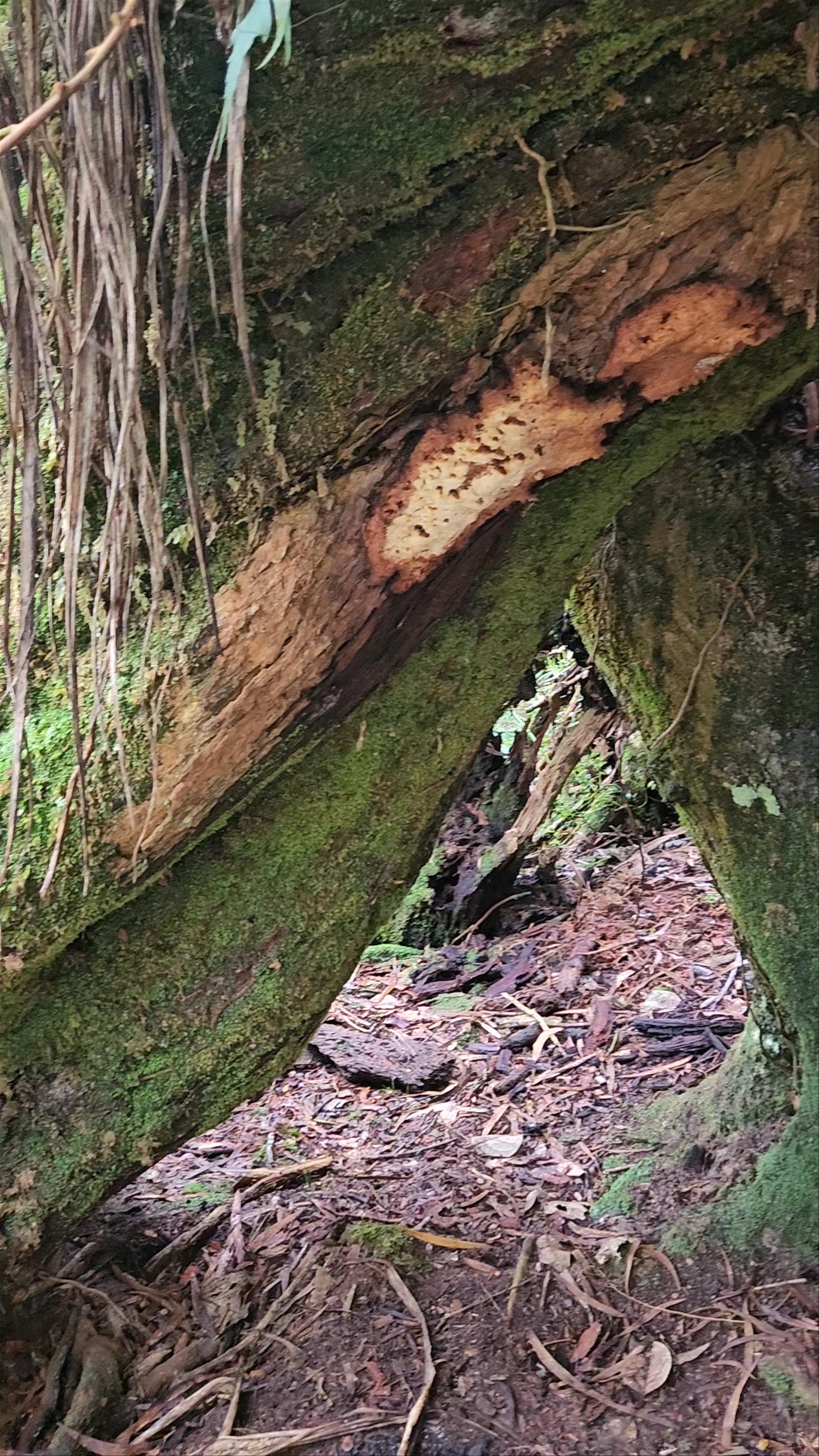 La reine des Tamarins
