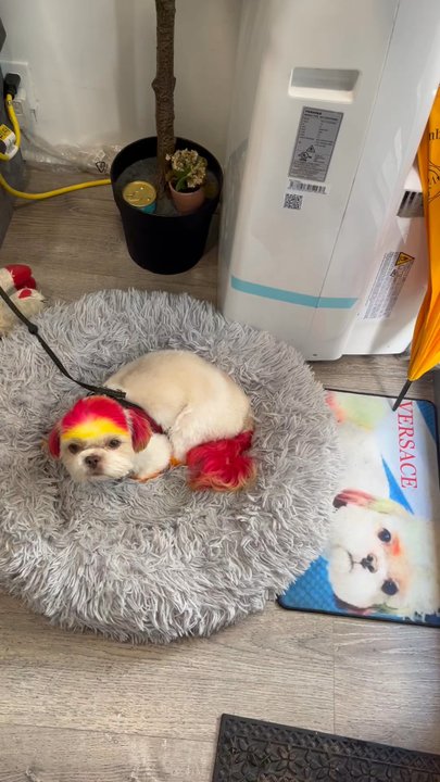 Flossy Pet Pawlor - Versace at the door lol - Pet Groomers Near Me - Brooklyn, New York