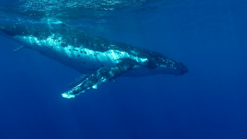 Humpback Whale Calf poster