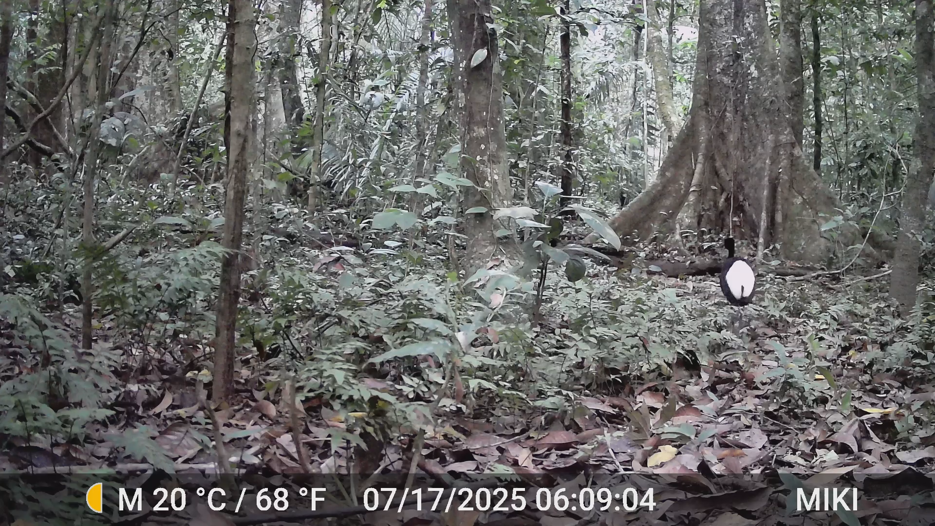 Pale Winged Trumpeteer