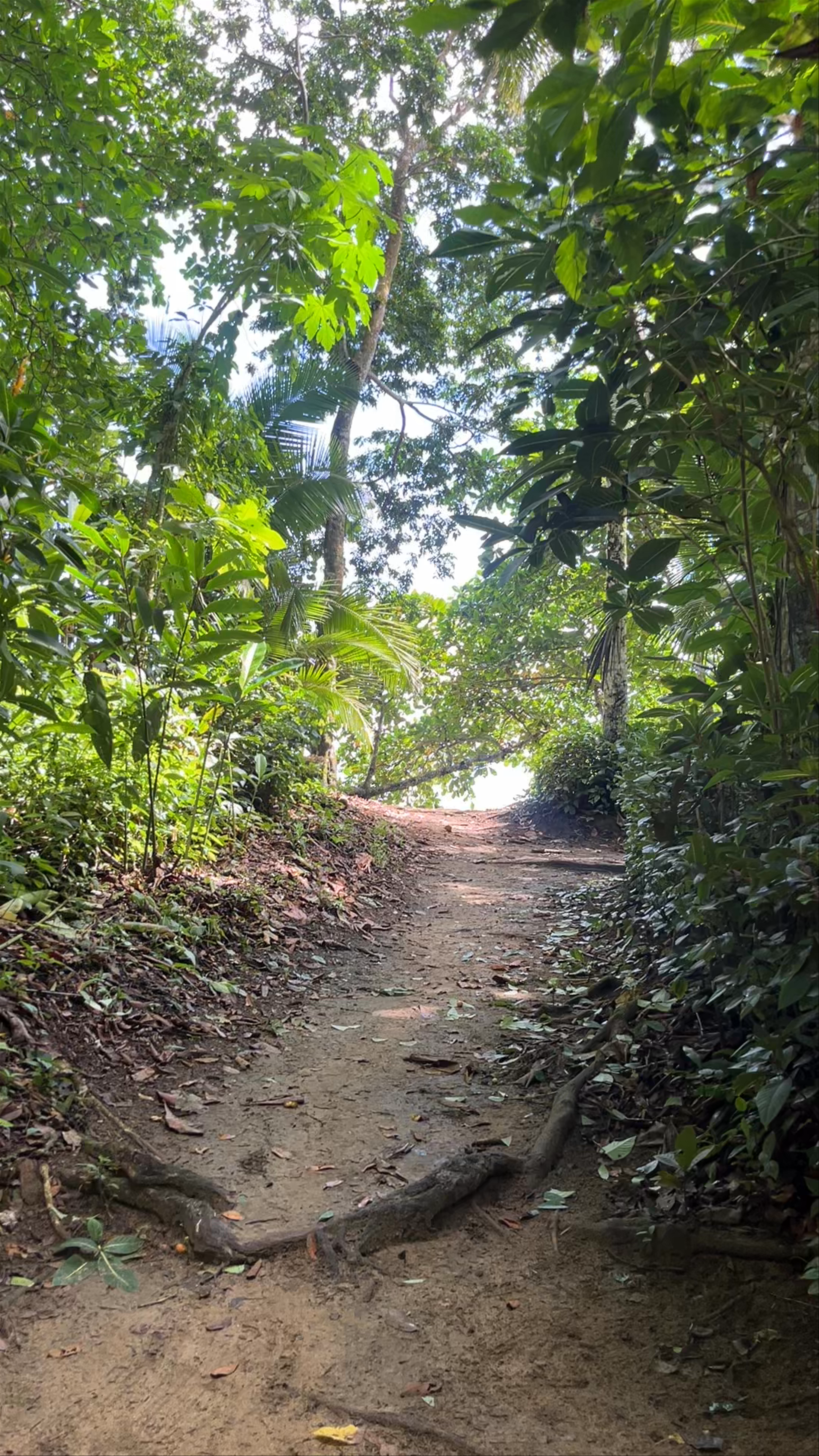 Hidden Coastal Jungle Path at Playa Escondida, Punta Cocles, Costa Rica