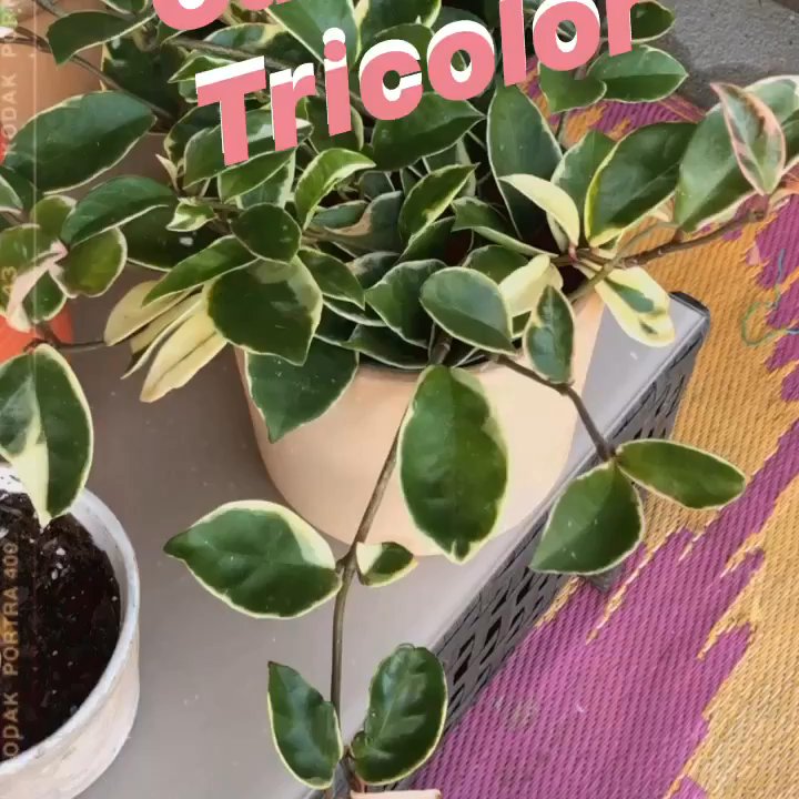 Leaf and Spine - Hoya - Home & Garden Near Me - Los Angeles, California