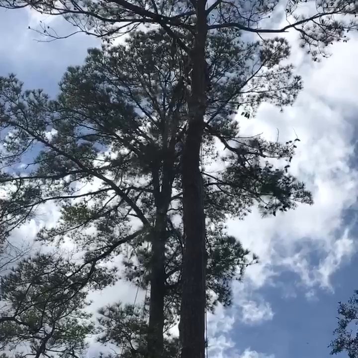 Boozers Tree Service - Tree Services Near Me