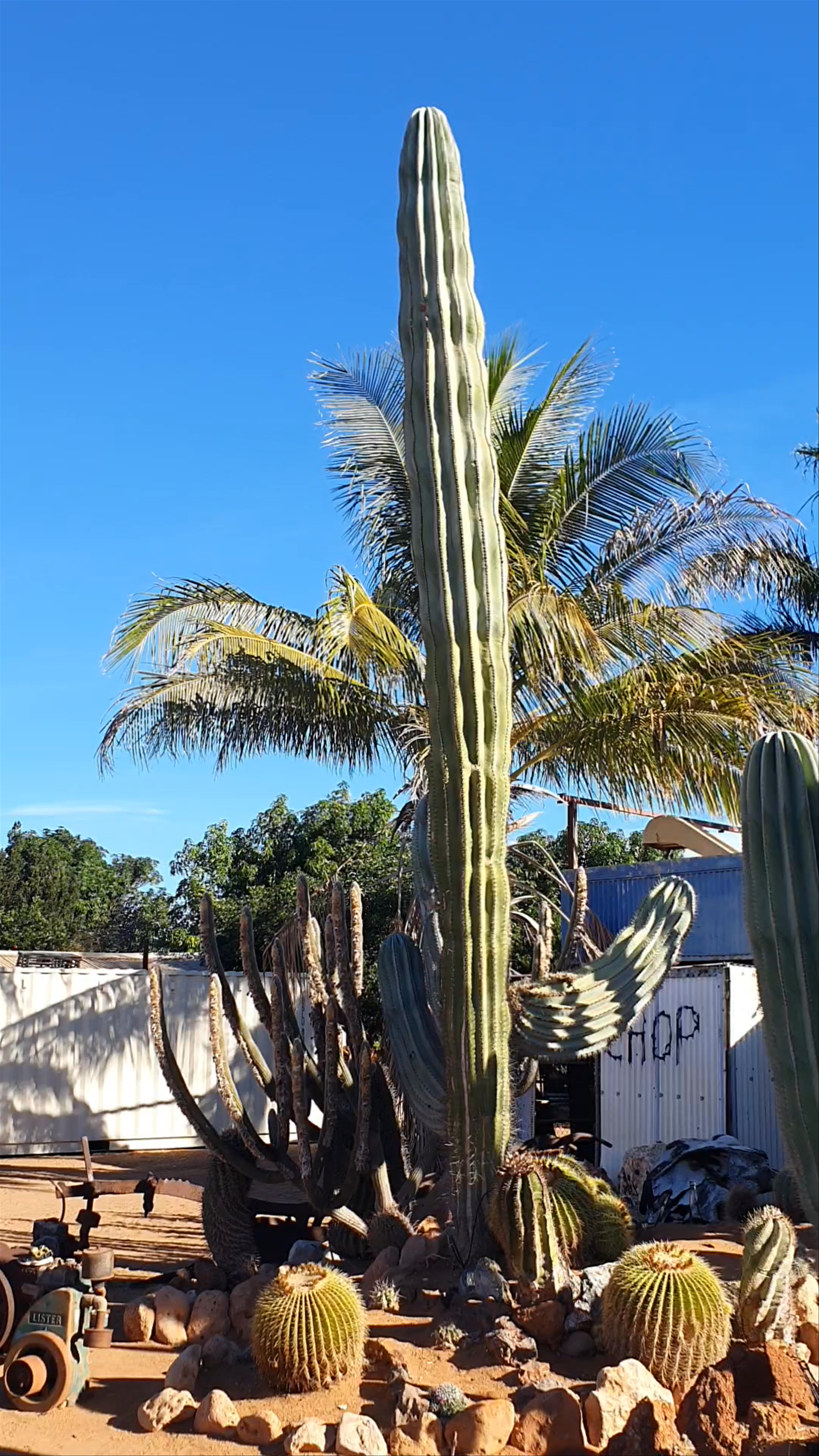 Cactus Garden Carnarvon