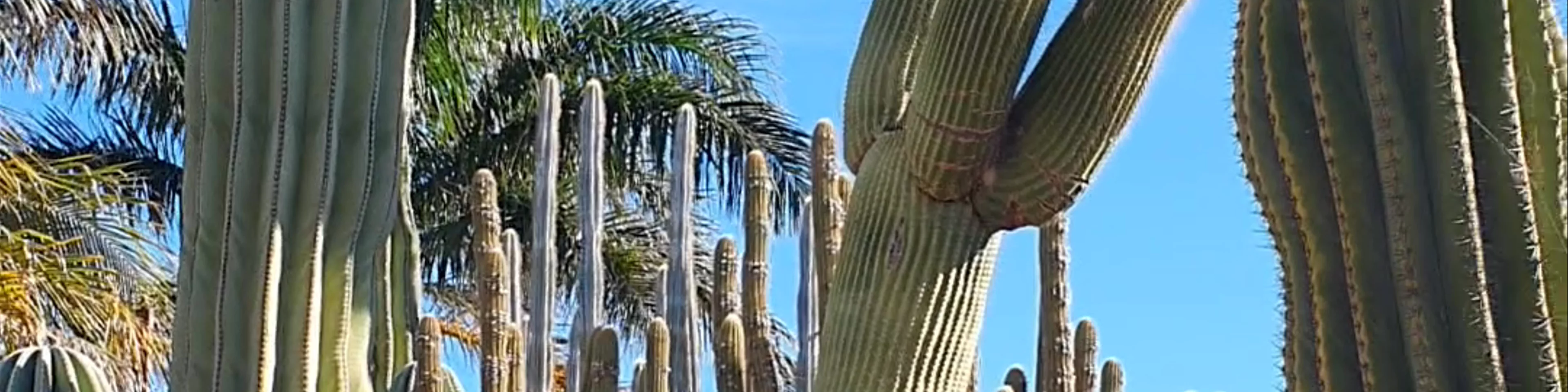 Cactus Garden Carnarvon