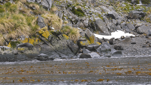 Sant Georgia Seals animated gif