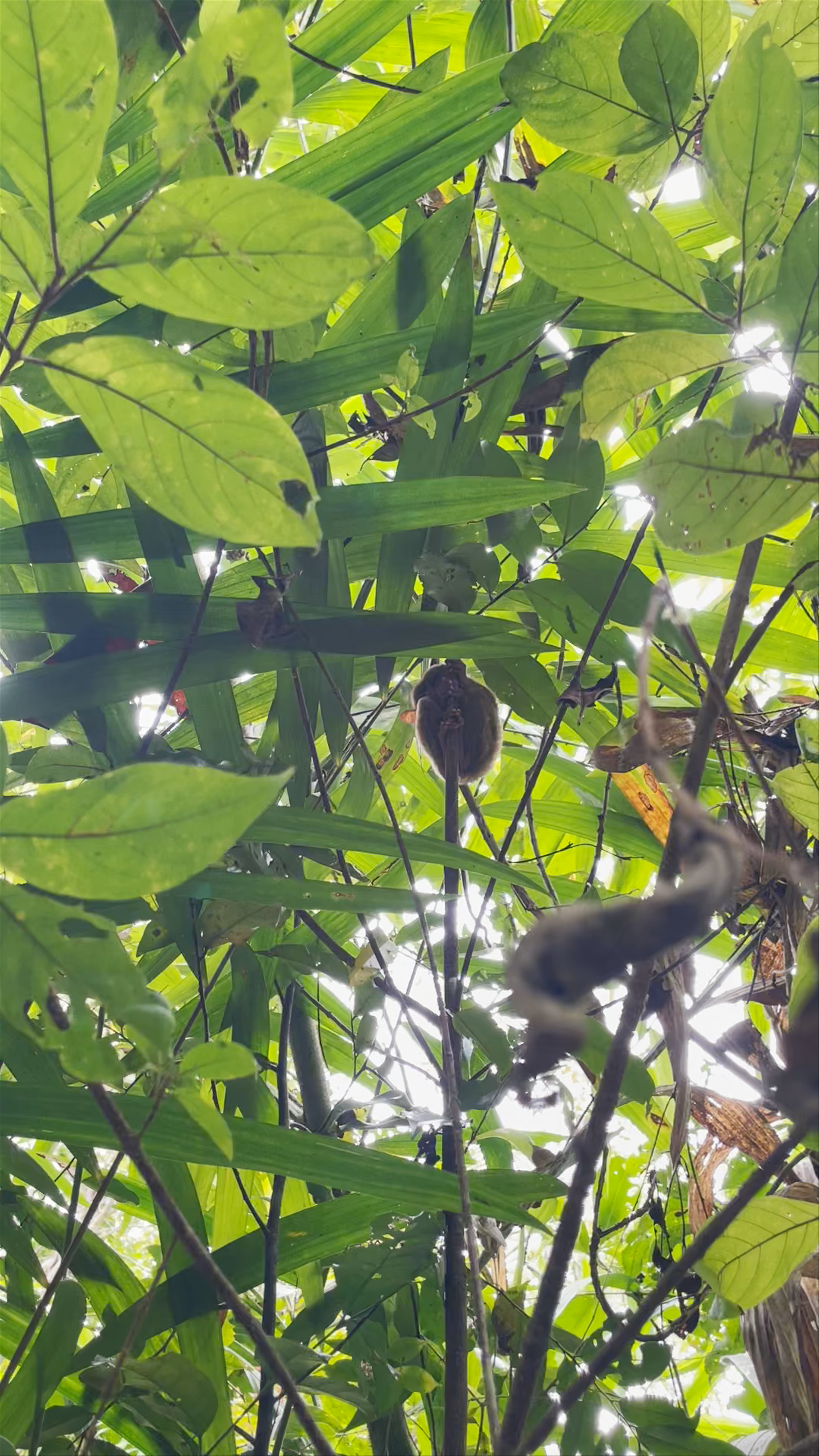 Philippine Tarsier Sanctuary