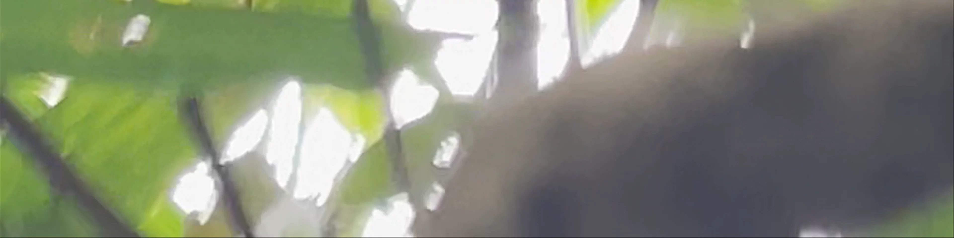 Philippine Tarsier Sanctuary