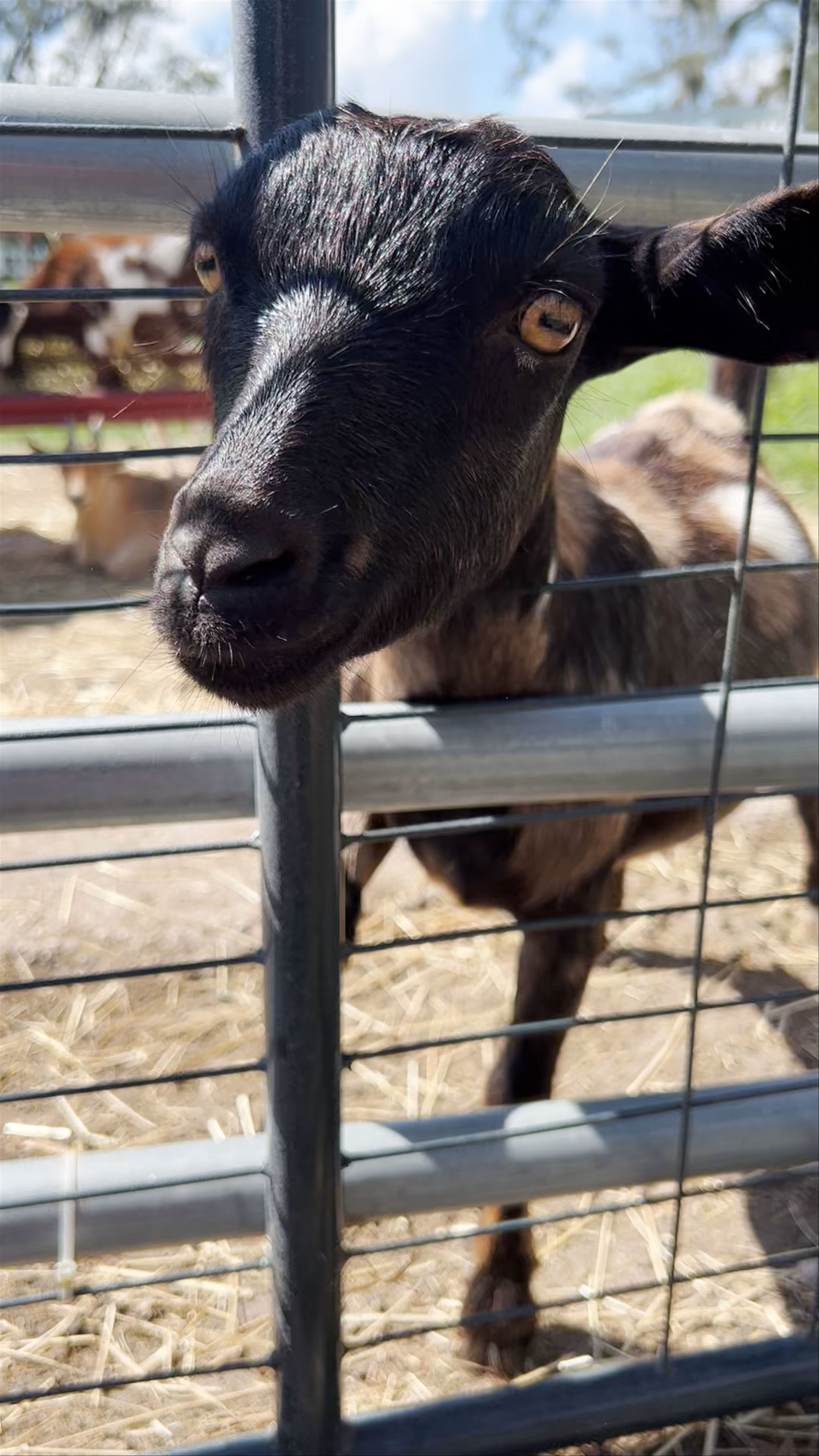 Goat Yoga at Alaska Farms in Orlando, Florida