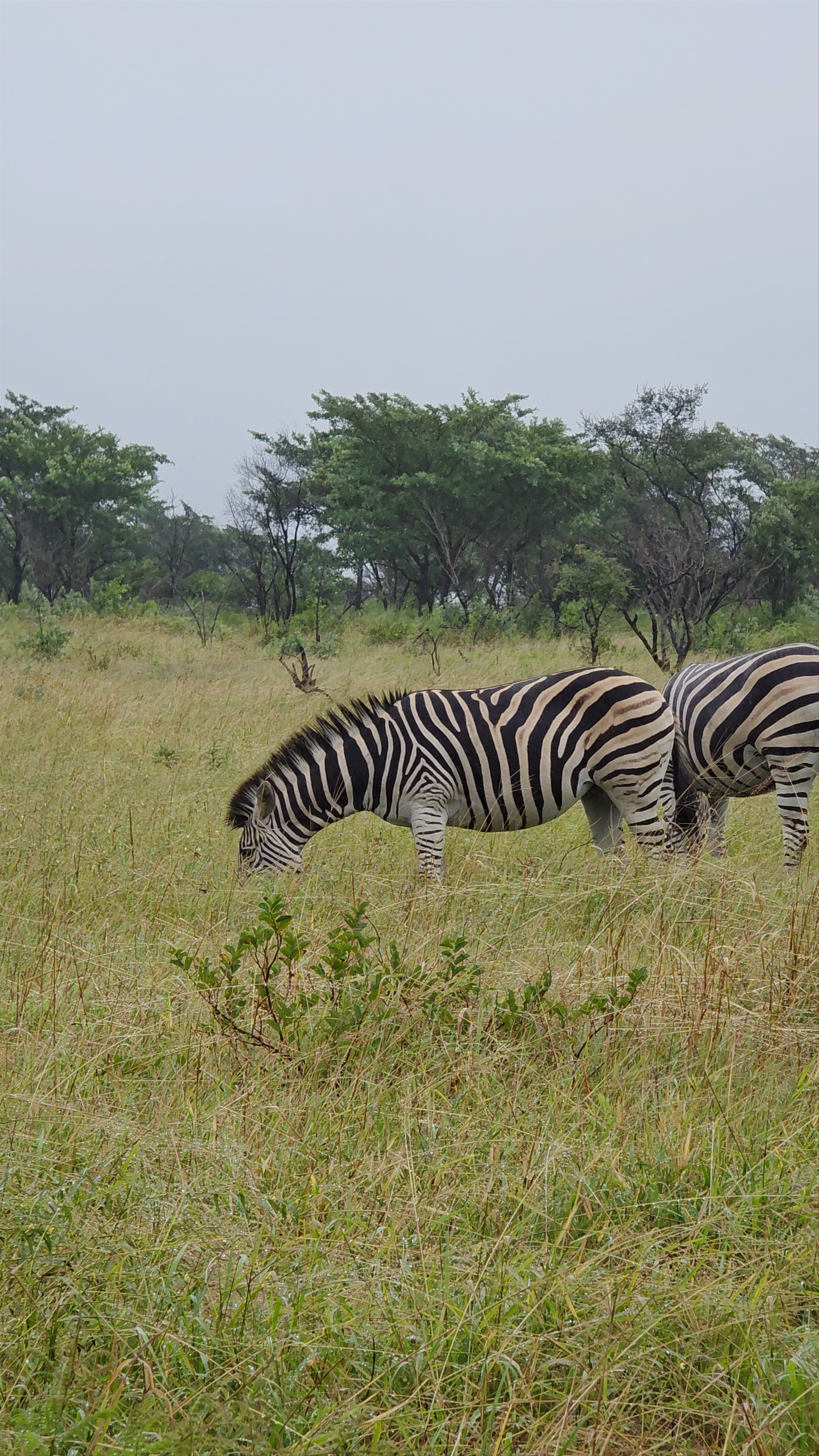 Kruger National Park