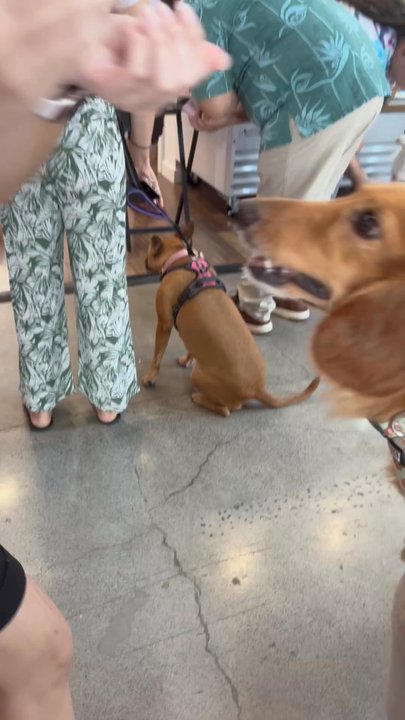 Dis And Bark - Pet Stores Near Me - Honolulu, Hawaii