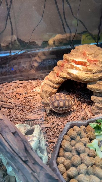 Gecko World Austin - Reptile Shops Near Me - Kyle, Texas