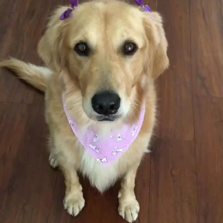 The Spaw - Pet Groomers Near Me - Tustin, California