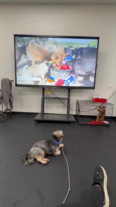 CANIS - Behavior and Training - Pet Training Near Me - Tarzana, California