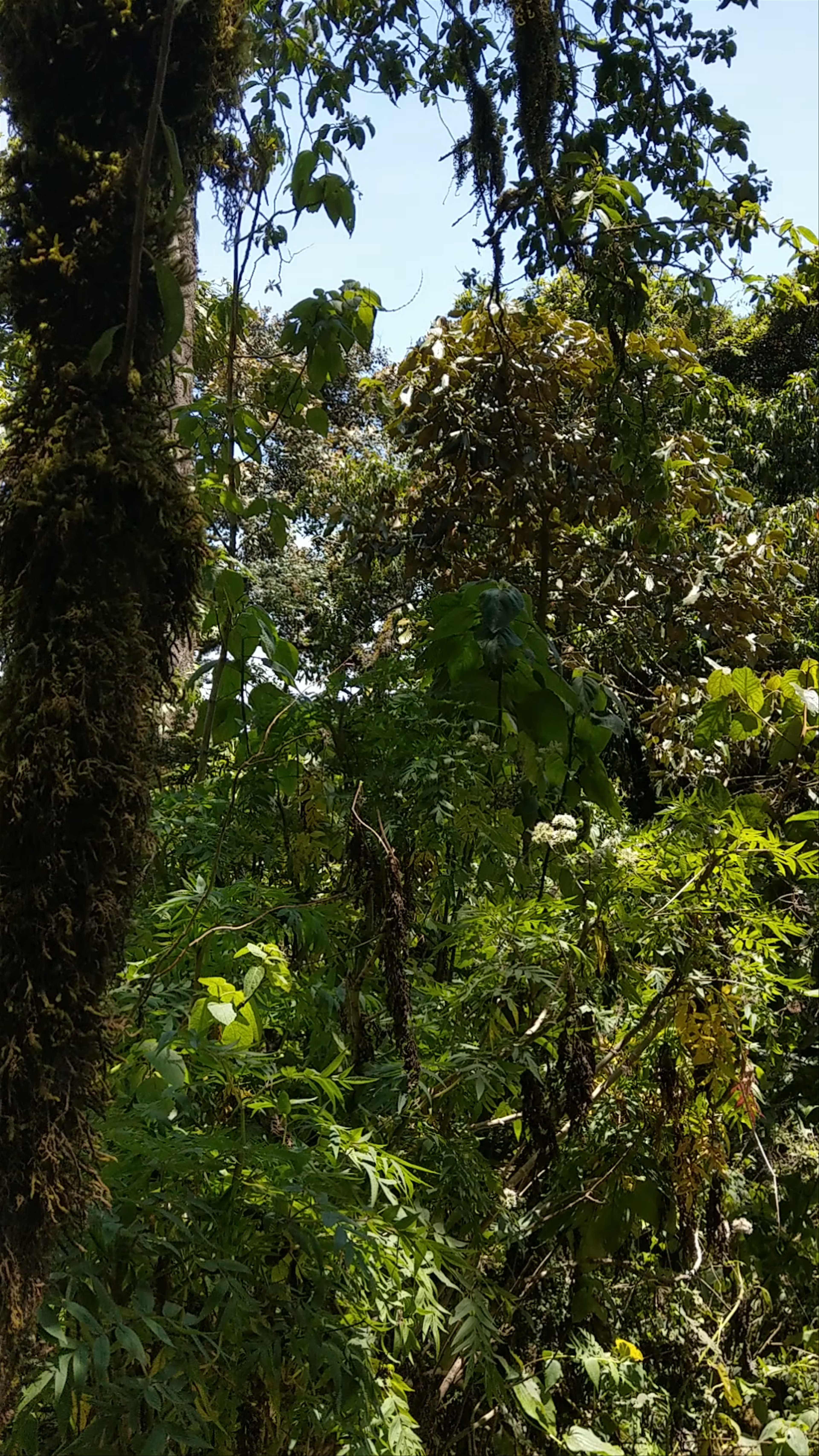 Volcano Acatenango hike