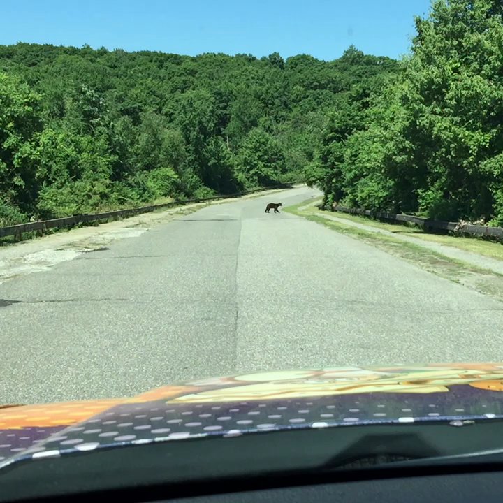 Wawayanda State Park - A bear wow!!!, just amazing - Parks Near Me - Hewitt, New Jersey