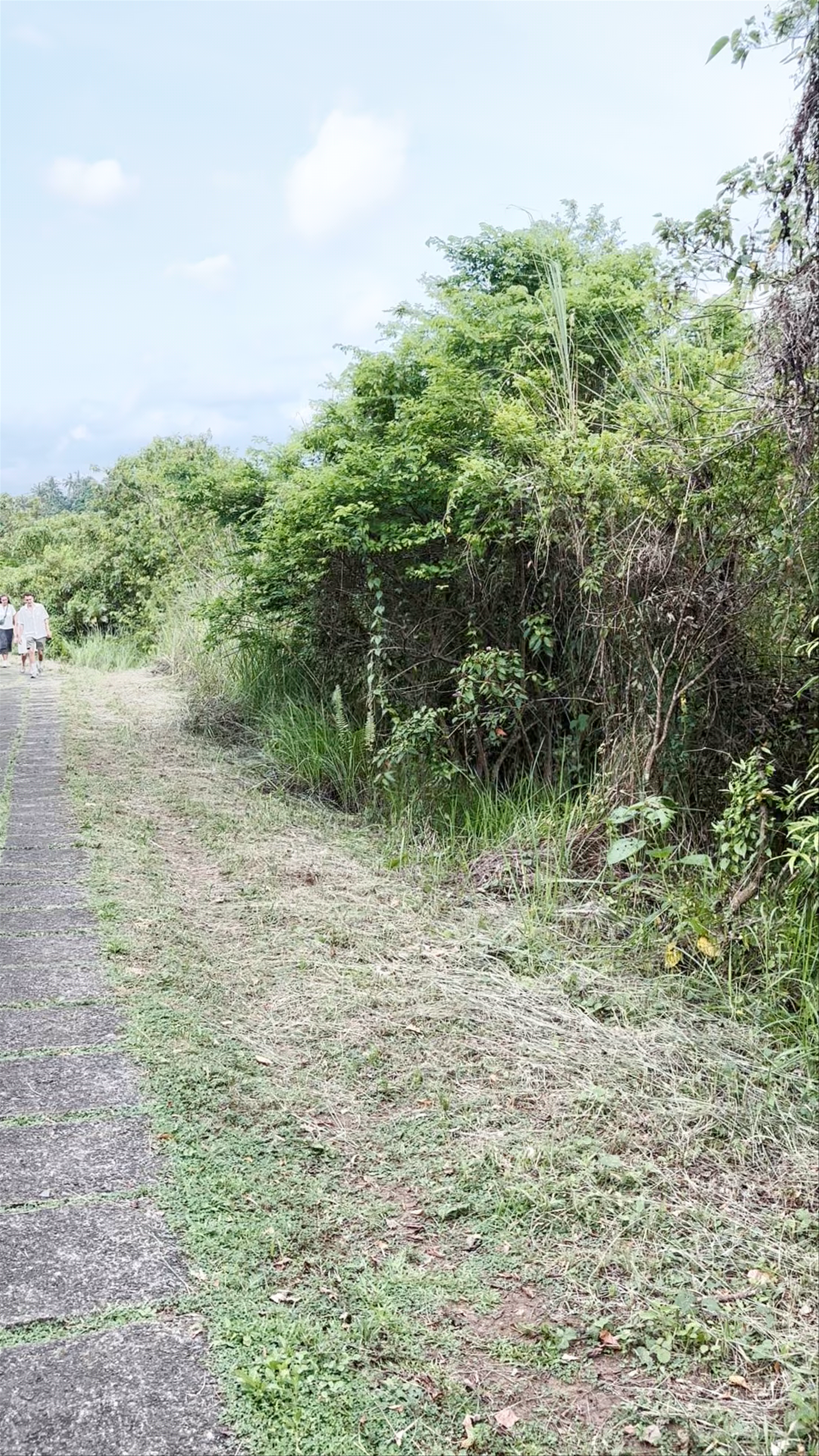 Campuhan Ridge Walk