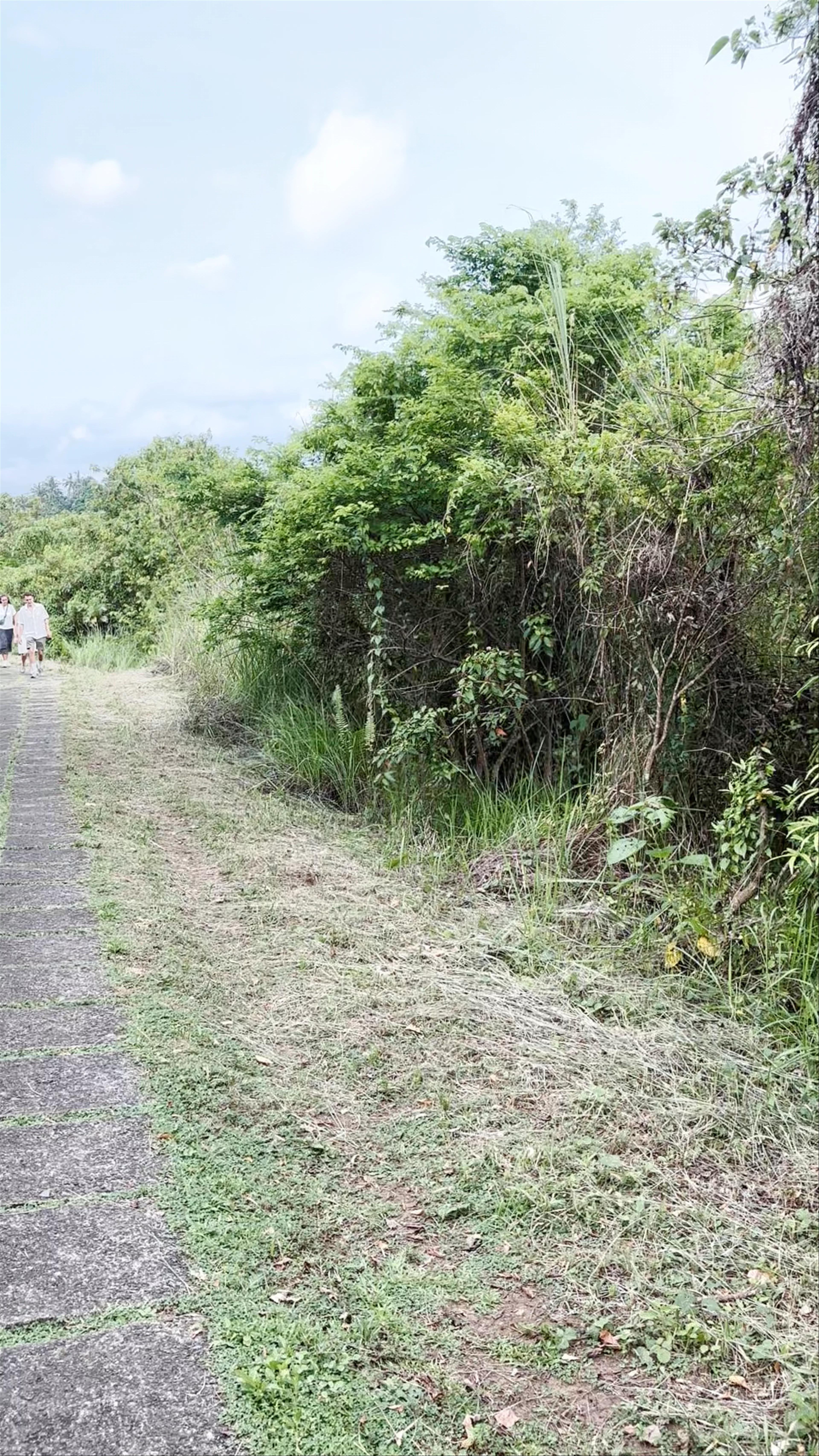 Campuhan Ridge Walk