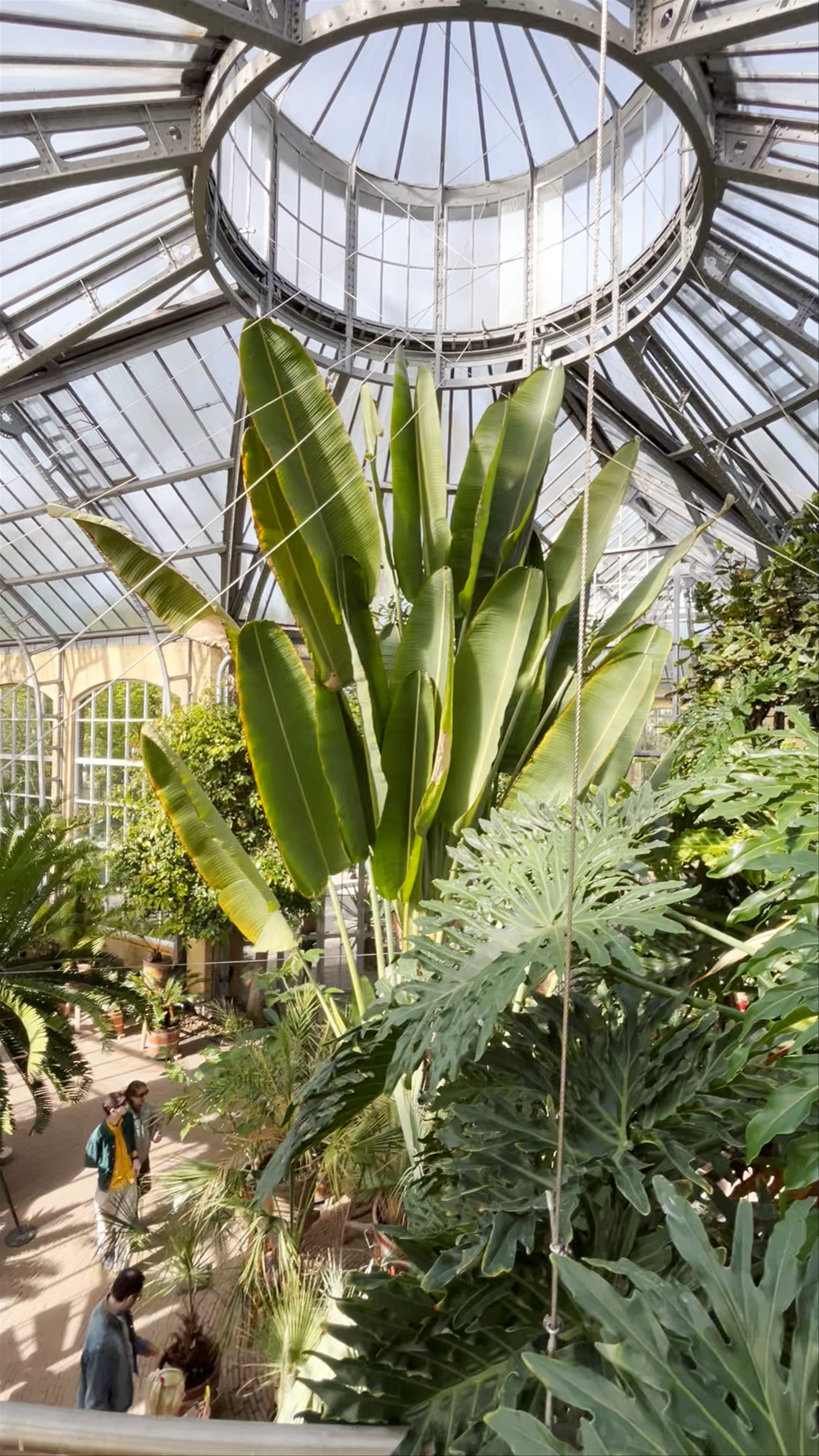 Palm Greenhouse: Lush Botanical Escape in Amsterdam