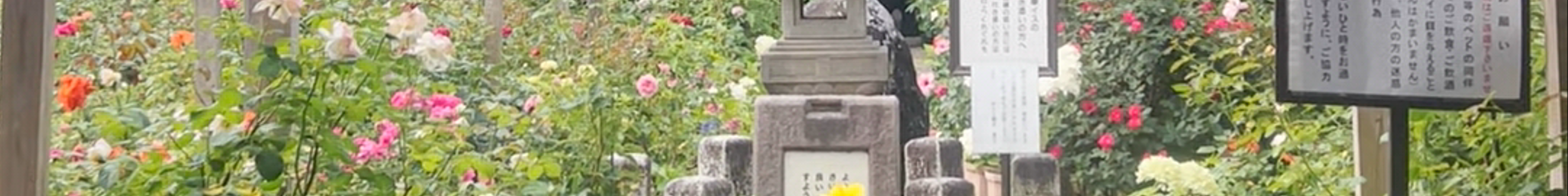 Tours & experiences in Kashihara-shi