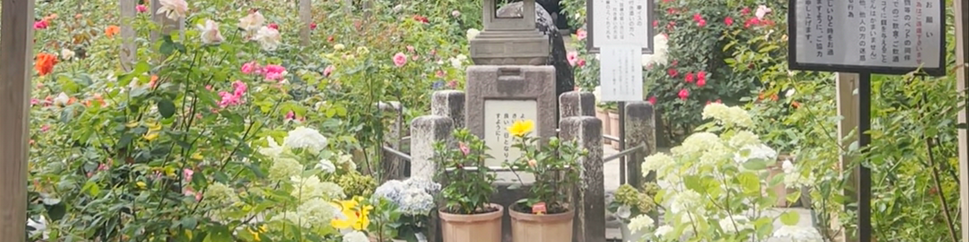 Kashihara-shi