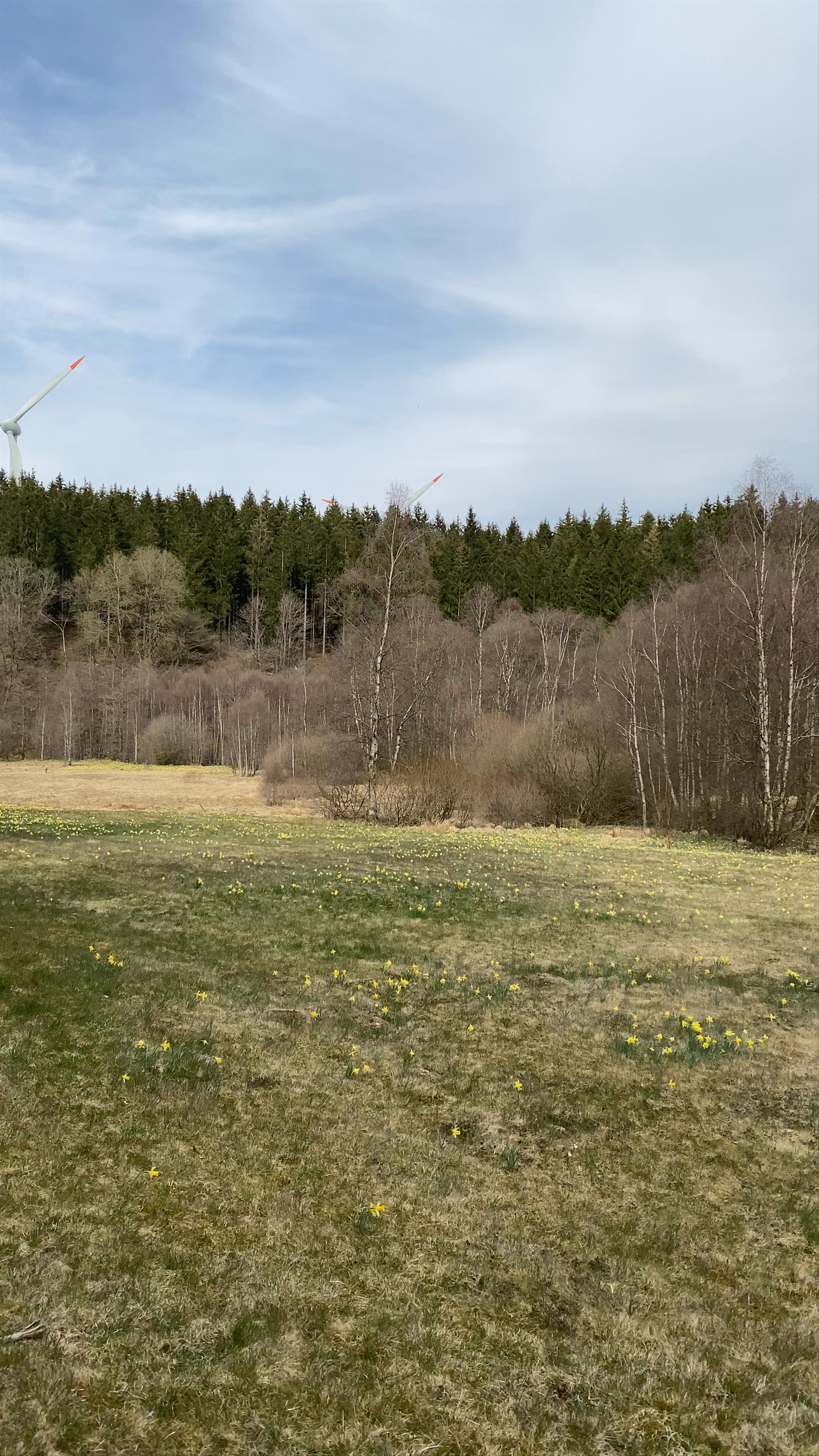 Narzissen Wanderweg Spring Meadow in Monschau