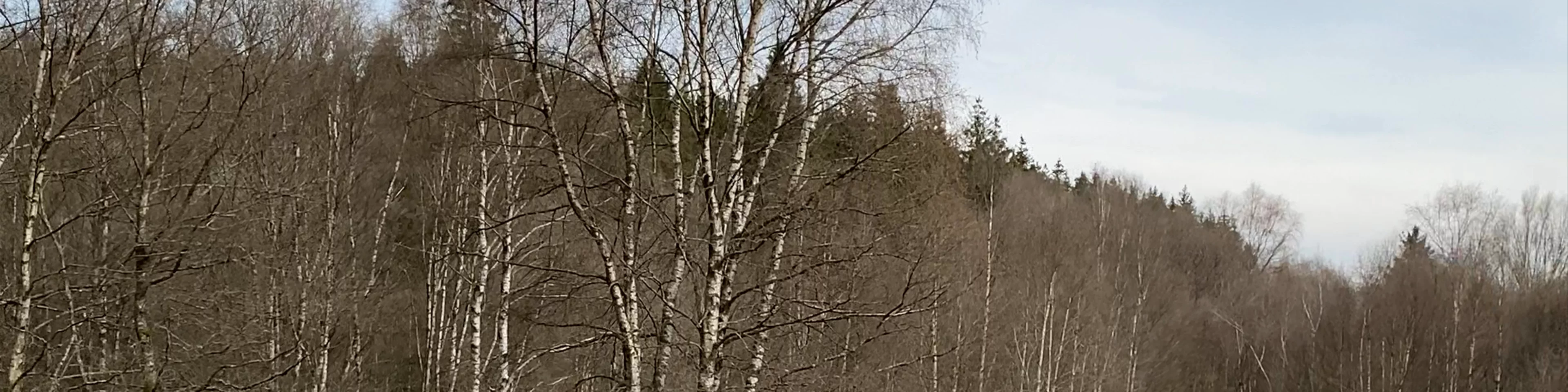 Parkplatz Perlenbacher Mühle / Narzissen Wanderweg
