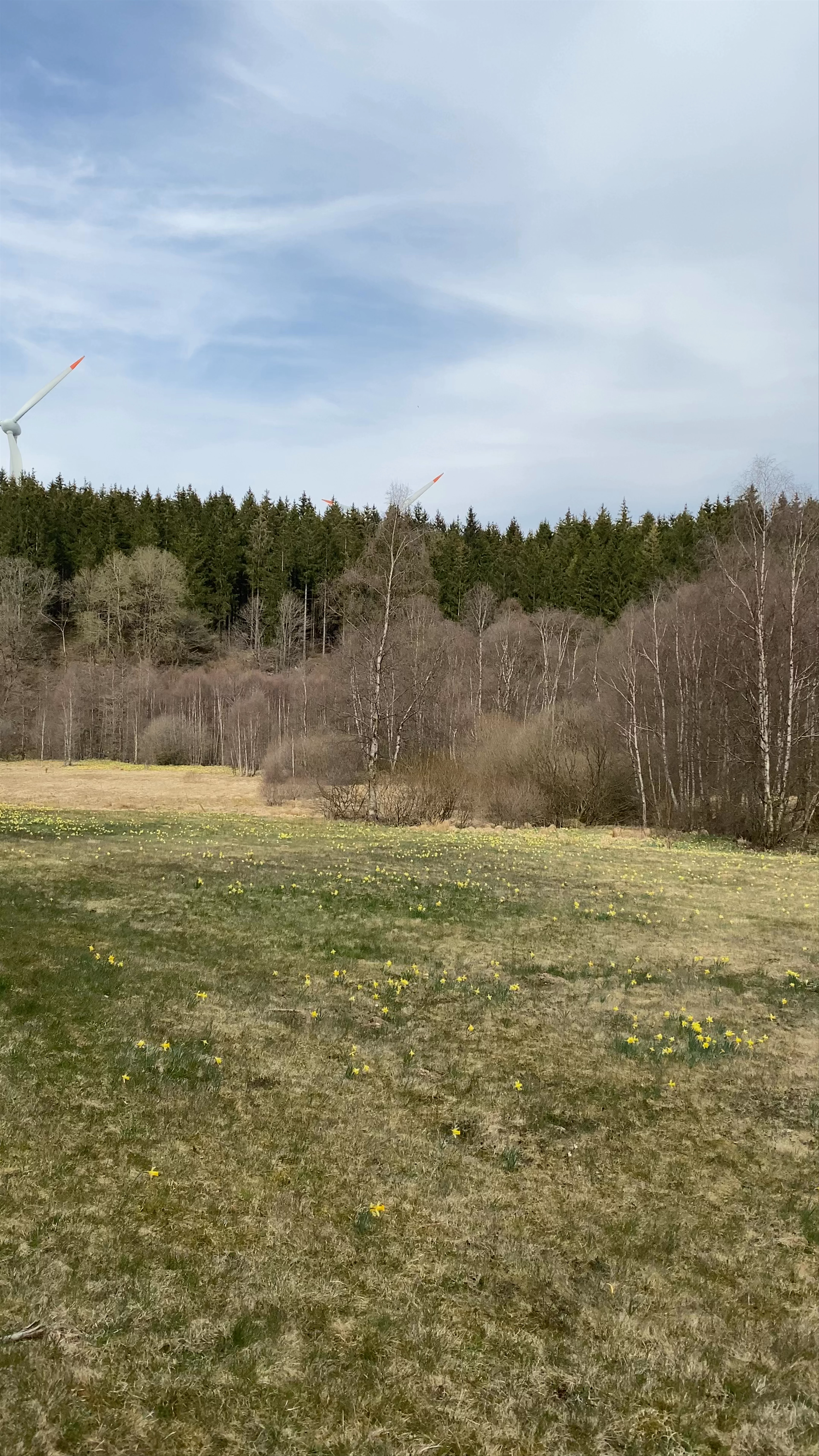 Parkplatz Perlenbacher Mühle / Narzissen Wanderweg