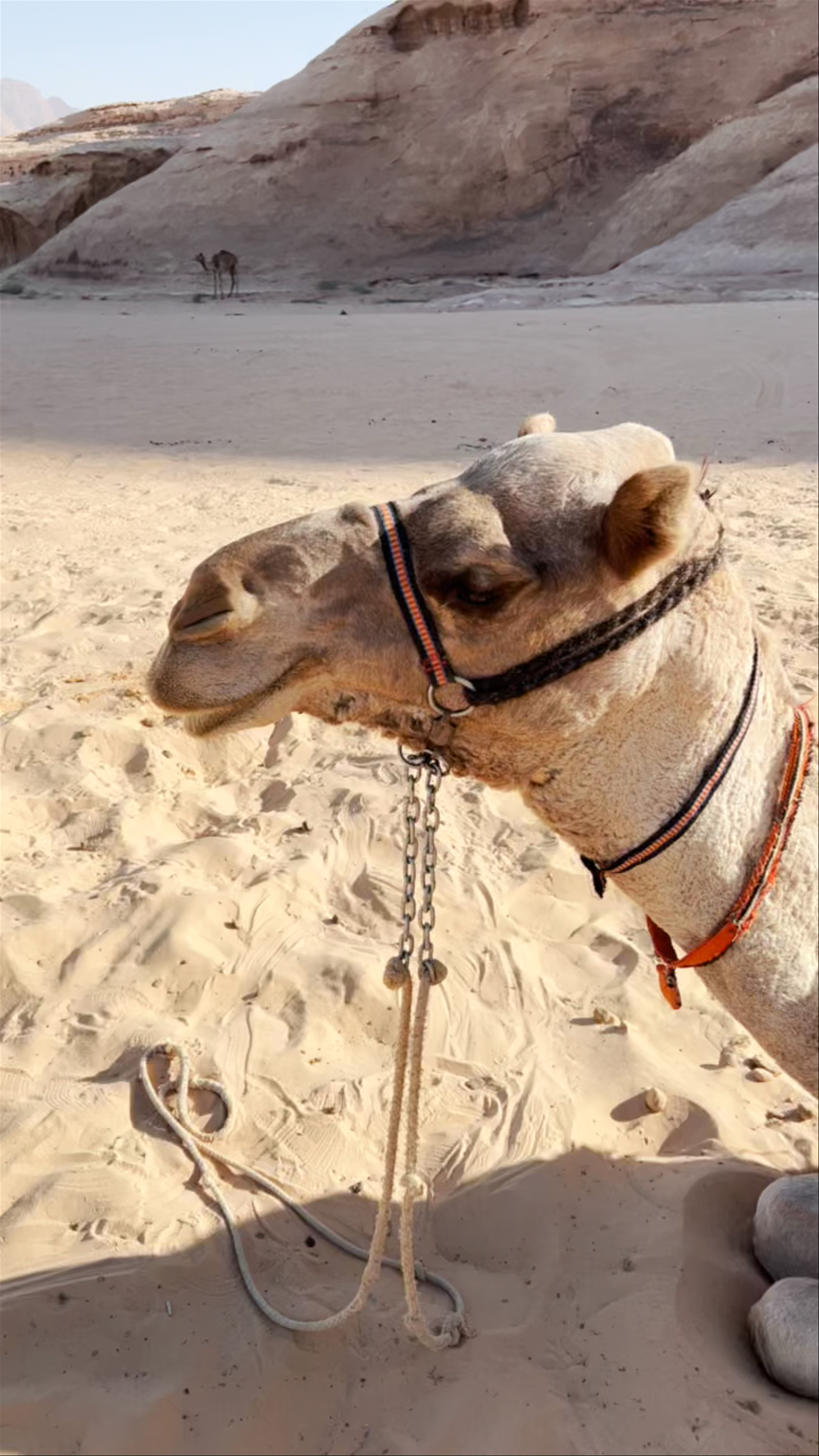 Wadi Rum Desert Camp and Jeep Tour