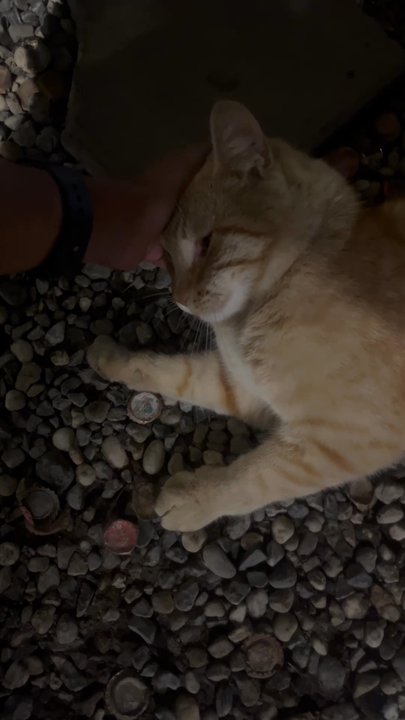 Amigos de Acapulco - One of the cats in the area :) - Fast Food Near Me - Corning, California