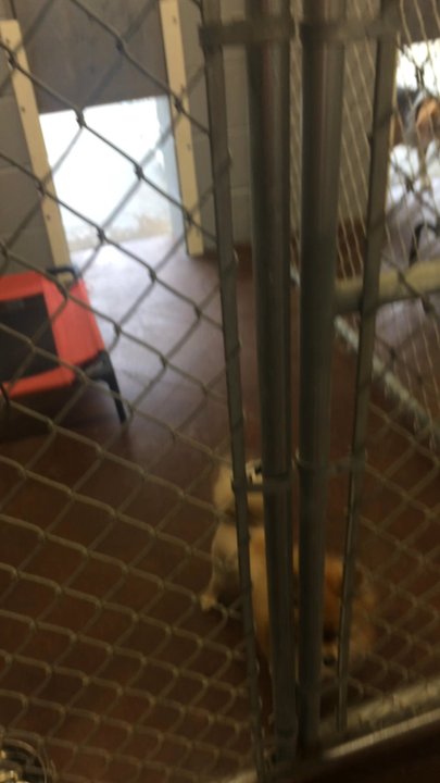 PetSmart - This inside the Kennals - Pet Training Near Me - Columbus, Mississippi
