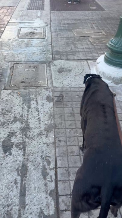 Pawsitive Steps - Osca touring China Town. - Dog Walkers Near Me