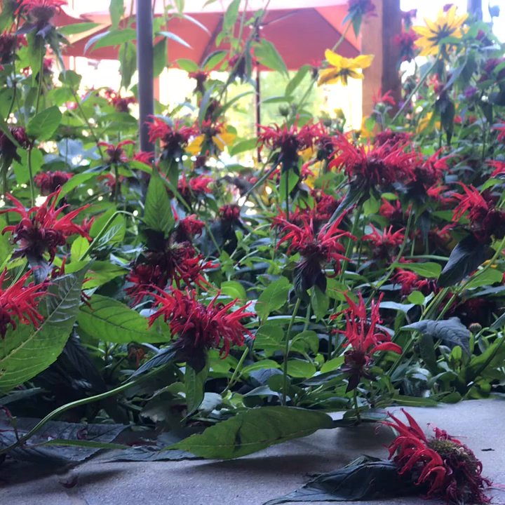 Goodys Mountain Creperie - Hummingbird we saw sitting outside goodys - Breakfast & Brunch Near Me - Winter Park, Colorado