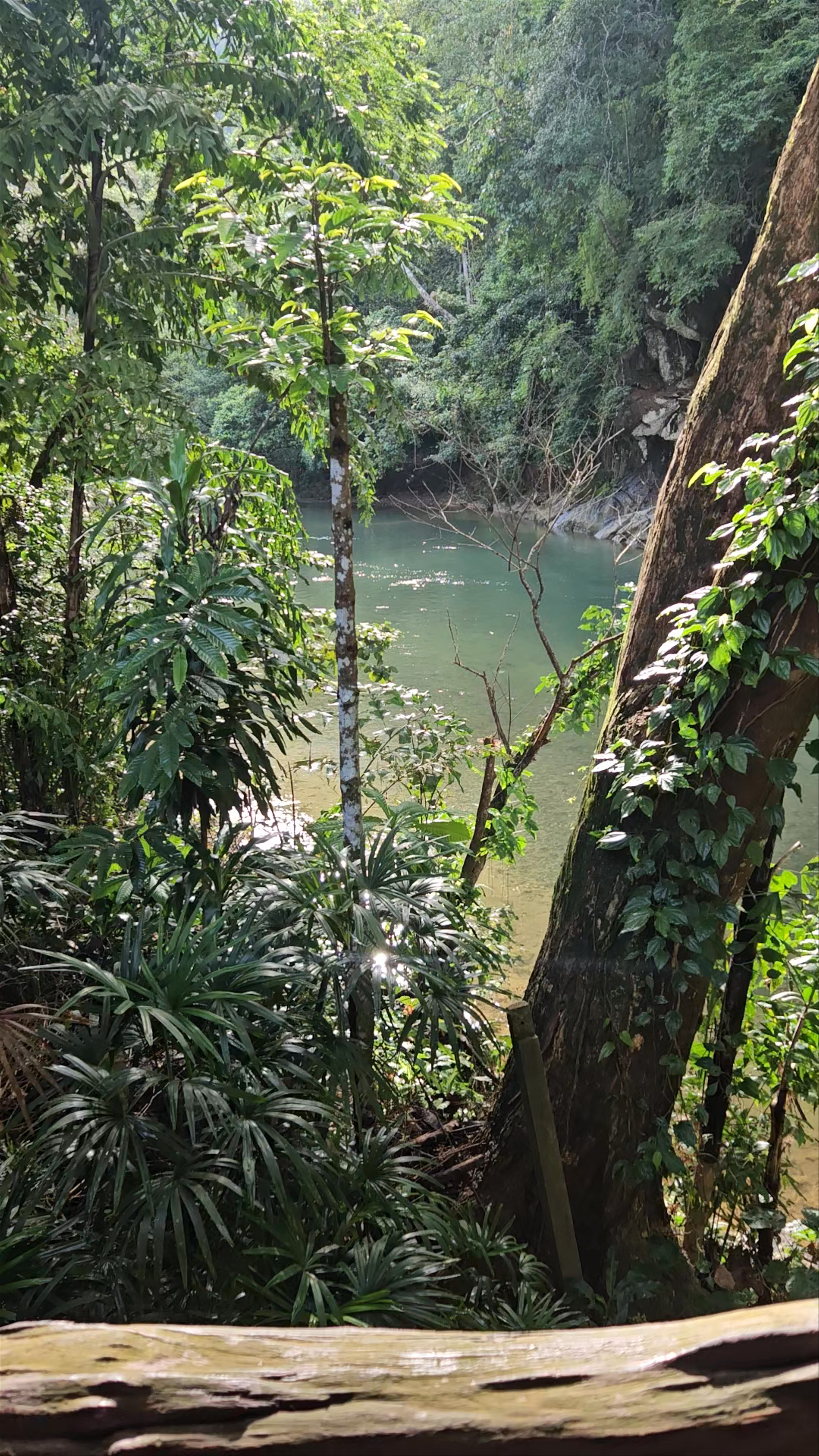 Art's Riverview Lodge: Idyllic Jungle Retreat on the River in Surat Thani, Thailand