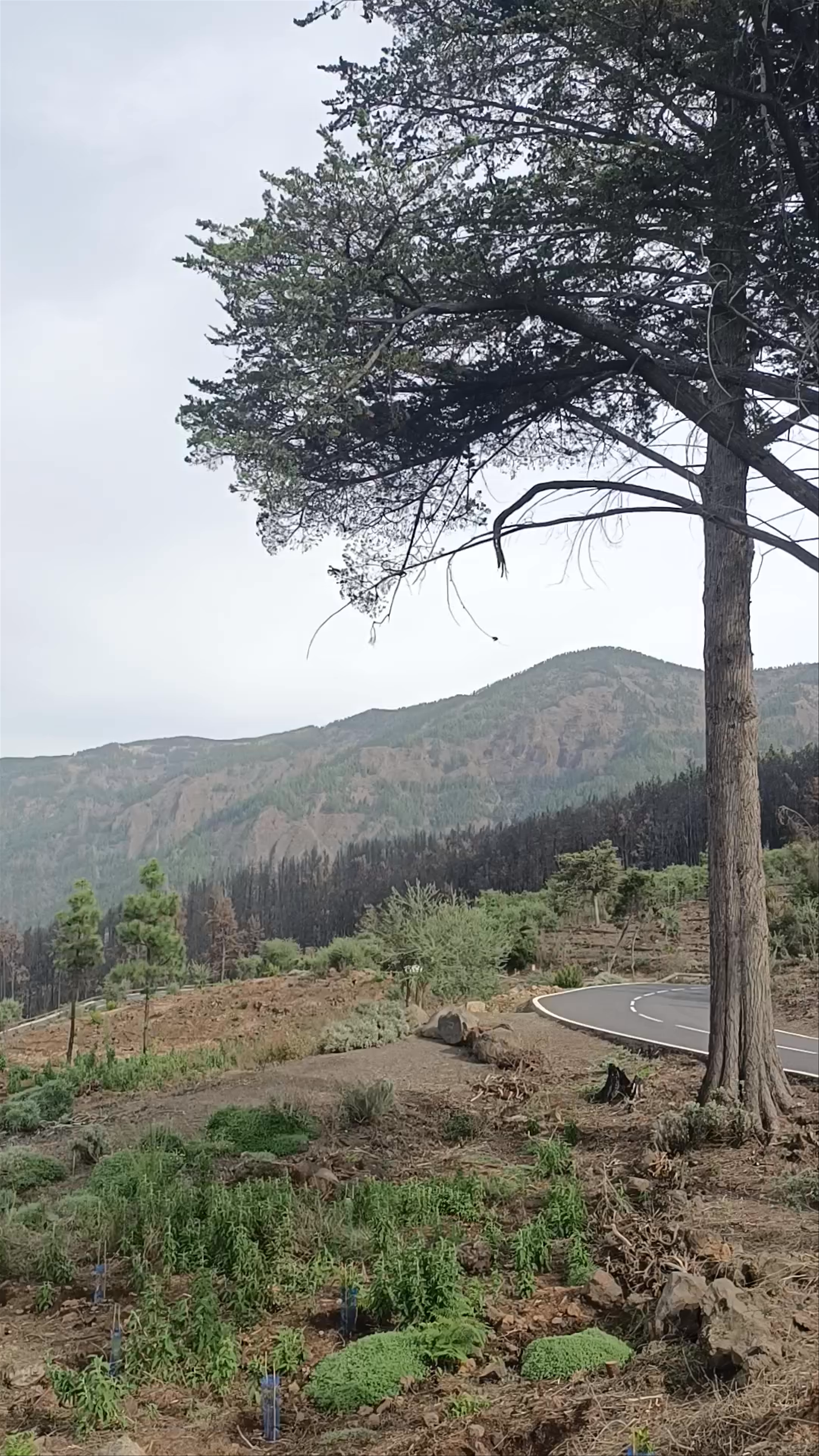 Mirador de La Bermeja