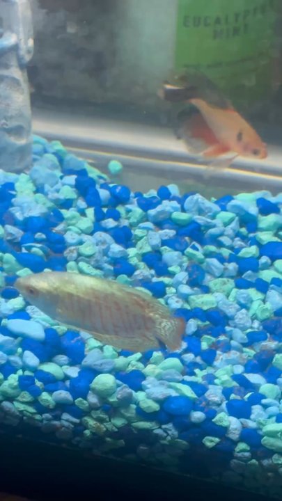 Fish World - Aquarium Services Near Me - Ontario, California