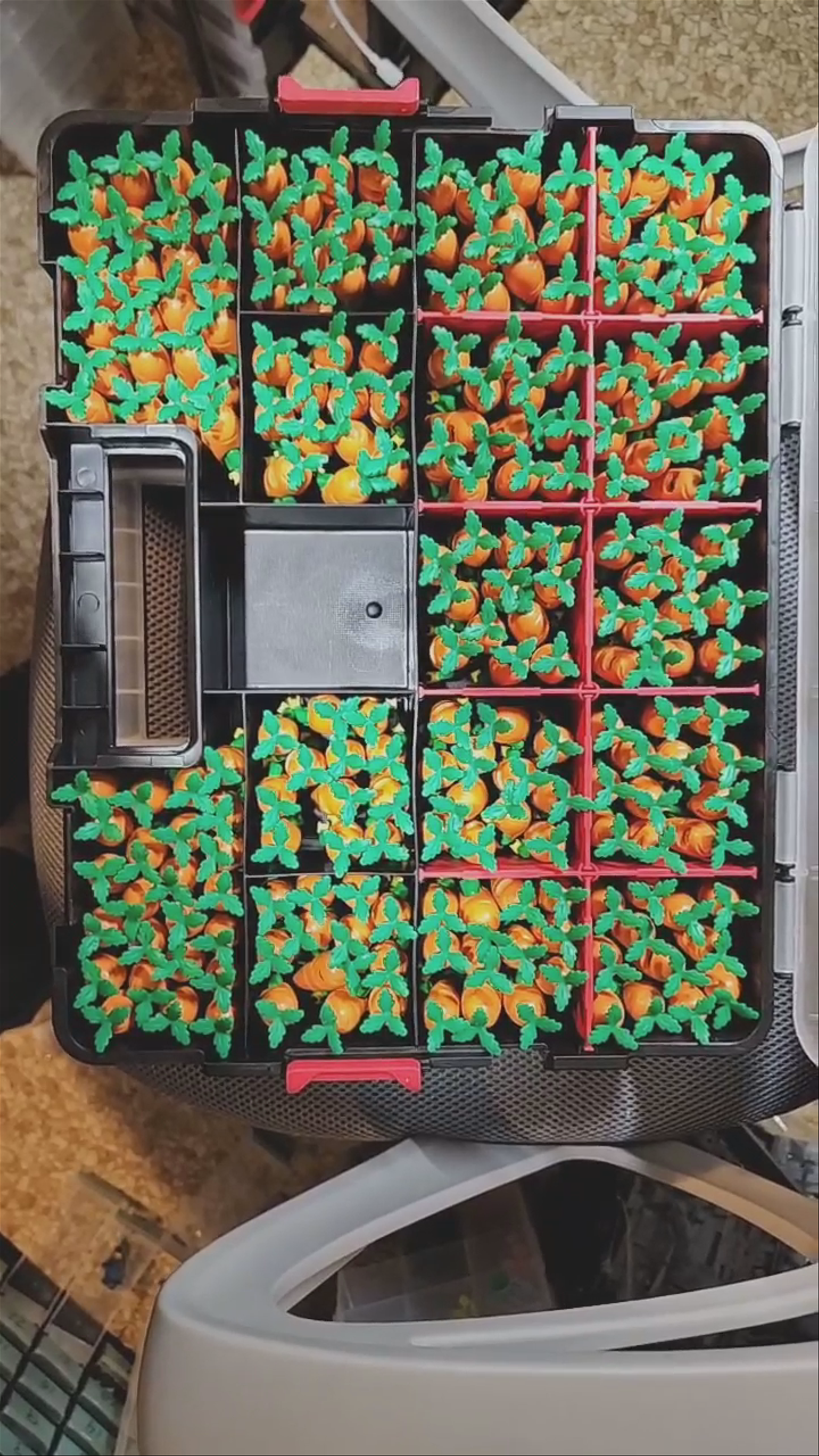 The carrot harvest 🥕