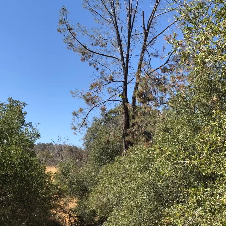 Estrada's Trees - Tree Services Near Me