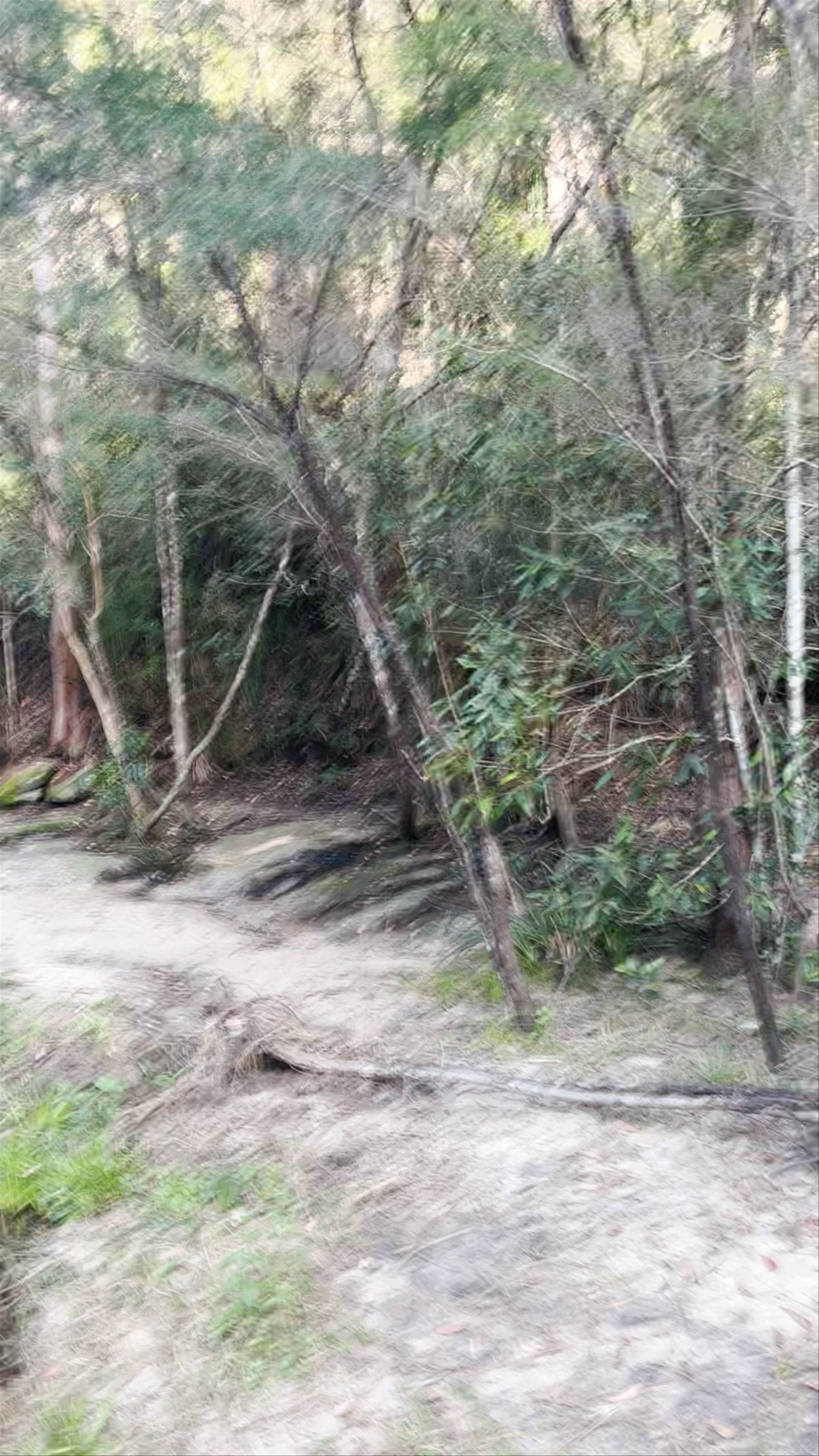 Somersby Falls: Serene Waterfall Escape in New South Wales