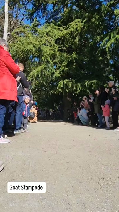 Beacon Hill Park - Daily Running of the Goats - Parks Near Me - Victoria, British Columbia
